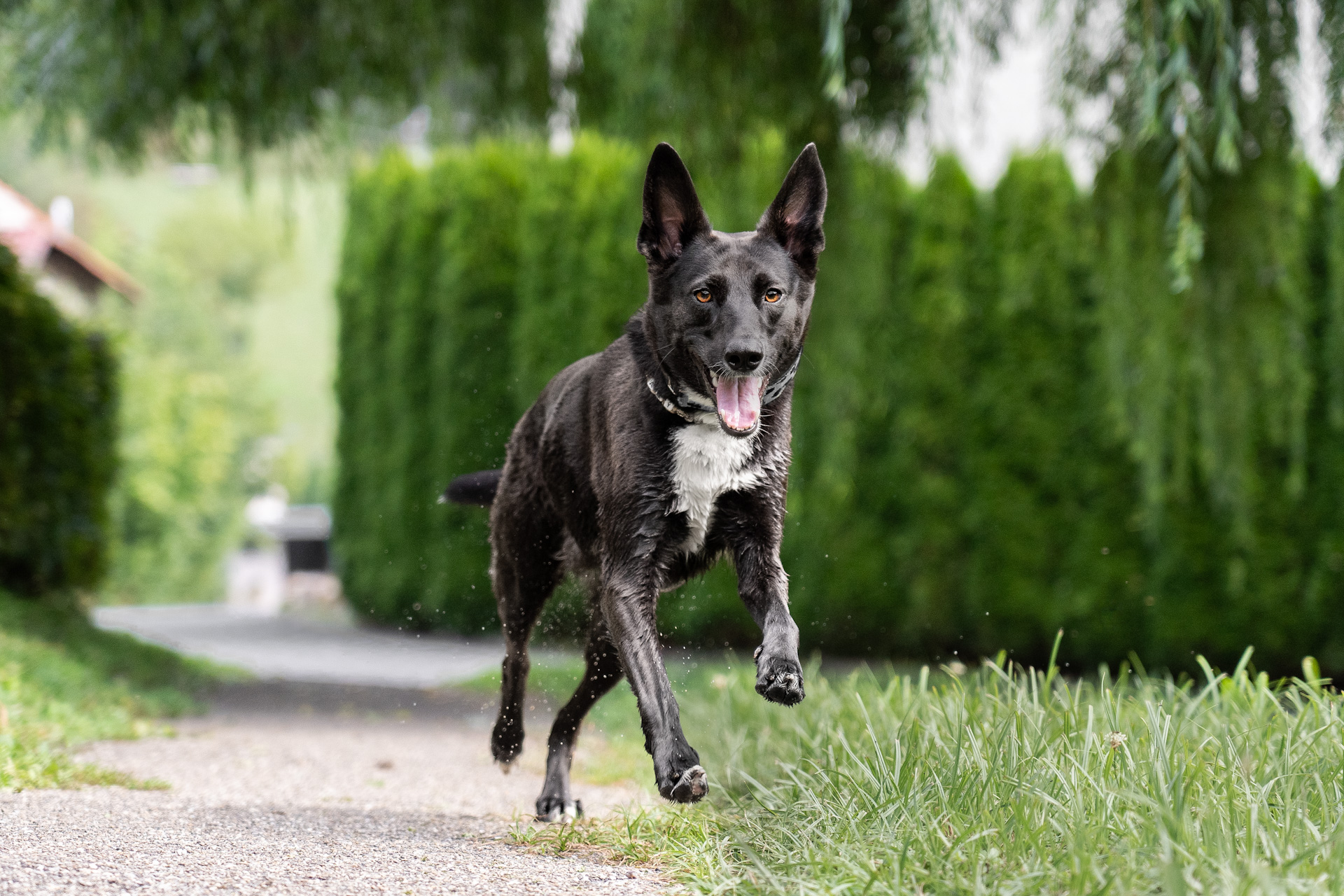 Amy, Hundeschule, Kontakt, Bindung, Rückruf, nass, Hundetraining, Hundeschule, Erziehung, Freilauf